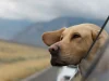 Traveling With A Dog? Here’s What You Need to Know