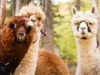 Why A Visit To A llama and Alpaca Farm Is The Best Outing For Your Child?