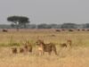 The Serengeti Where Wildlife Thrives in Abundance