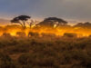 The Remarkable Adaptations of African Wildlife