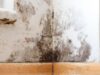 Mold in Your Hotel Room – When to Request a Room Change