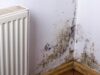 What to Do If Your Vacation Rental Has Mold – Steps to Take