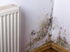 What to Do If Your Vacation Rental Has Mold – Steps to Take