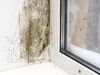 How to Tell If Your Hotel Room Has Mold – Simple Steps to Stay Safe